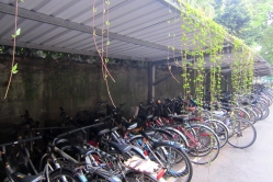 Bicycle shed in the university