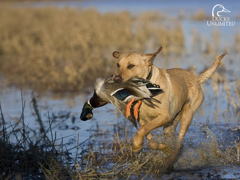 duck_hunting.jpg