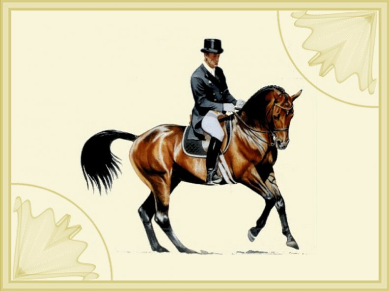 dressage_horse_and_rider_f2.jpg