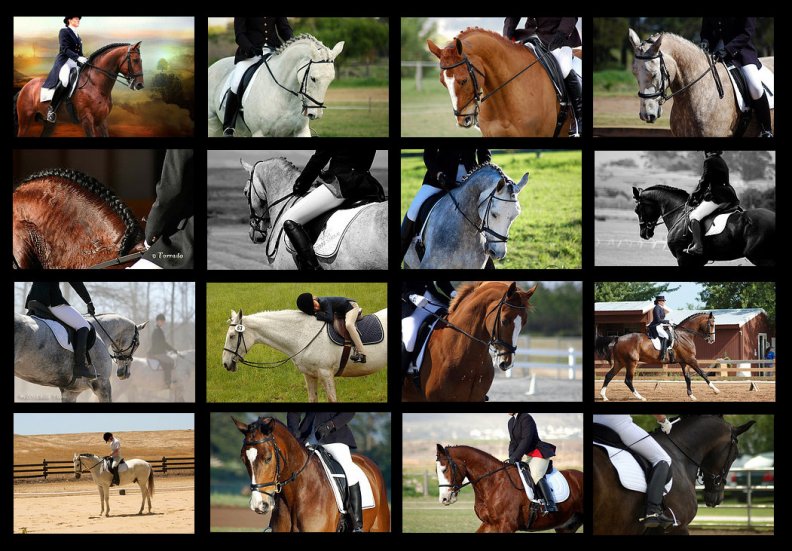 riding_horse_collage.jpg