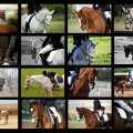 Riding Horse Collage