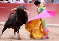 Bull Vs Matador