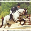 Roan Jumper _ Horse F2