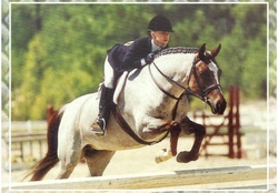 Roan Jumper _ Horse F2