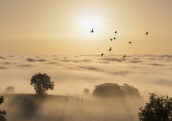 birds flying over foggy farmland