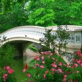 Central park_Bow bridge in spring