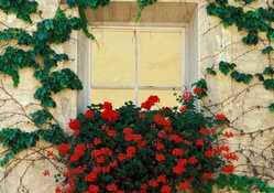 Beautiful Window with Flowers and Vines in Italy