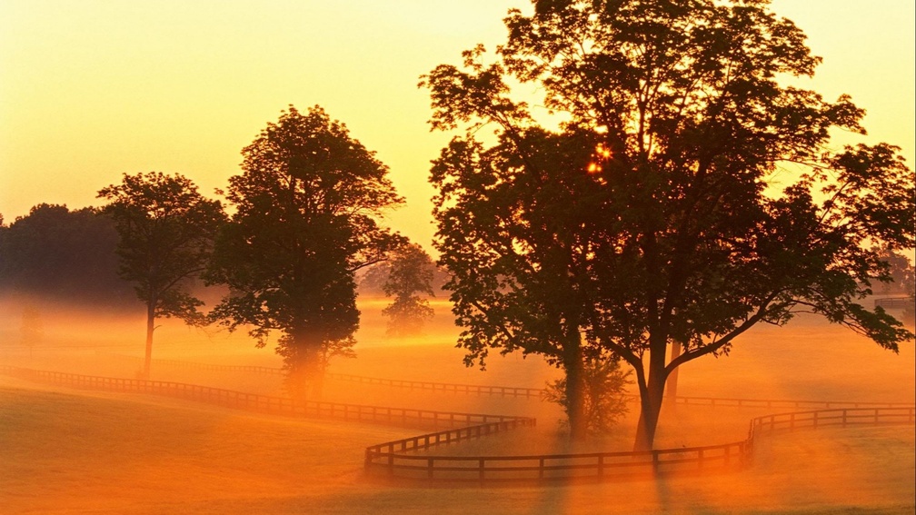 horse farm in morning fog