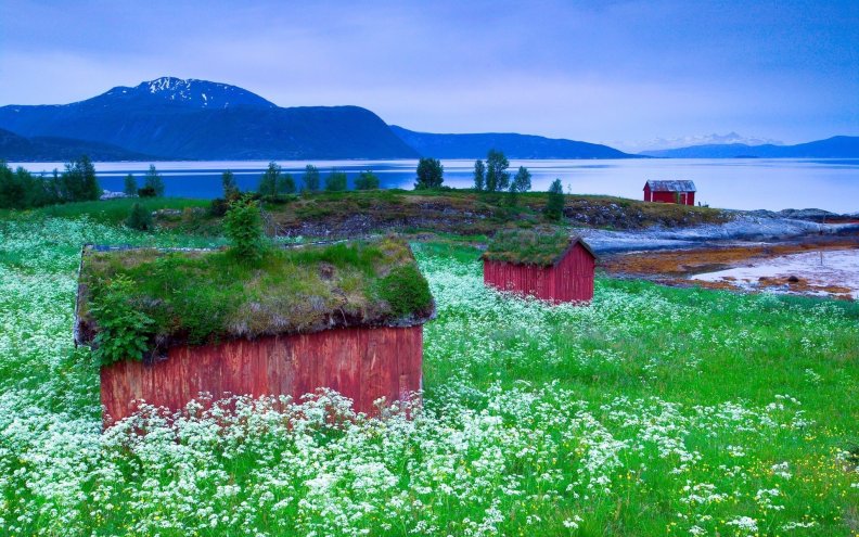 red_cabins_in_a_flowered_meadow.jpg