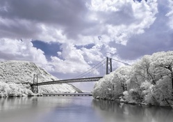 bridge over white trees along a river
