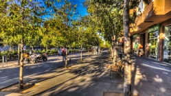 shadows in a tree lined street