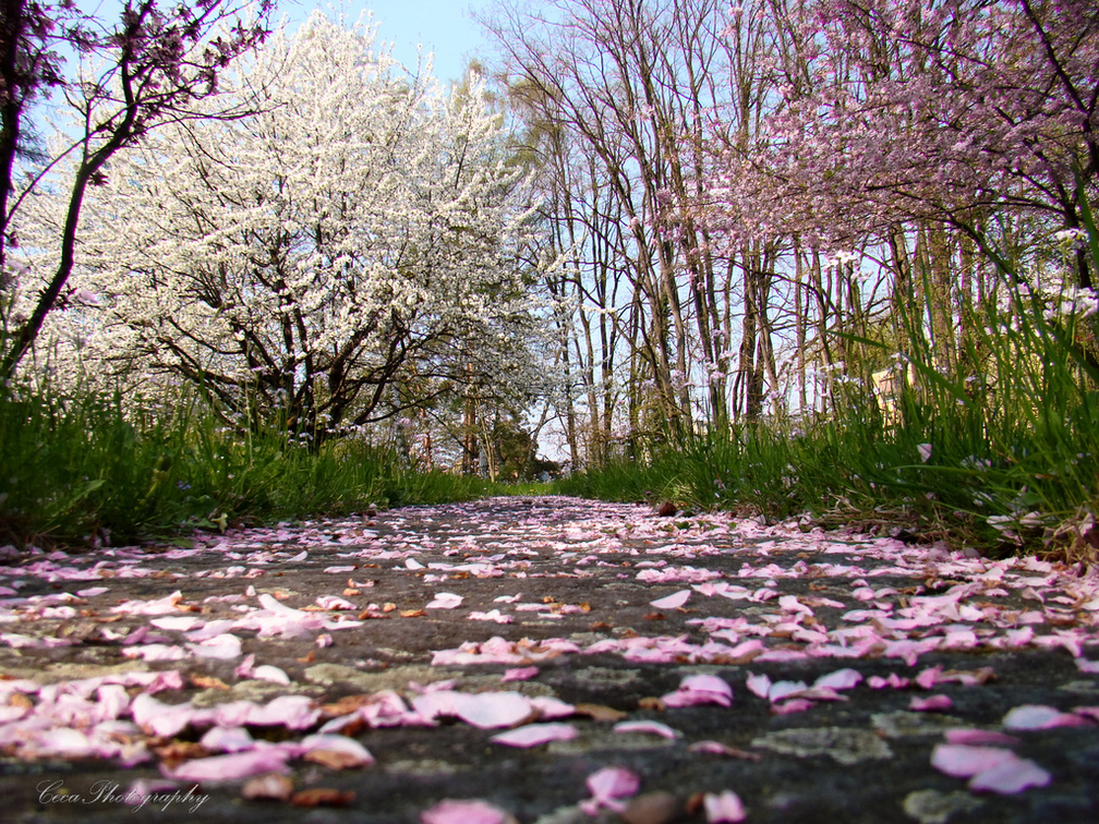 April in Blossom