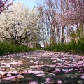 April in Blossom