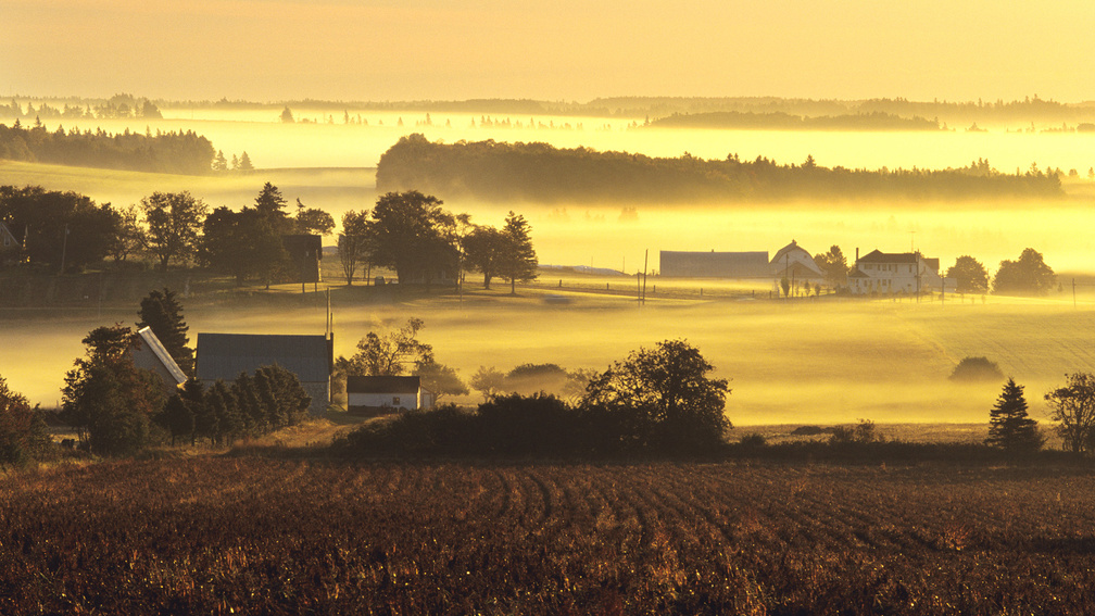 farms in yellow morning mist