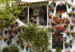 flowers around a house