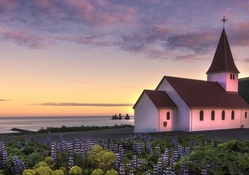 lupins around a beautiful church in iceland
