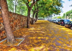 leaves on sidewalk at autumn hdr