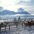 horse farm in winter
