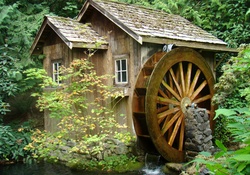 old forest mill
