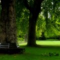 Park bench in Royal Park