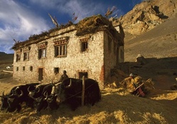 farmers in ladakh north india