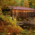 Covered bridge in forest