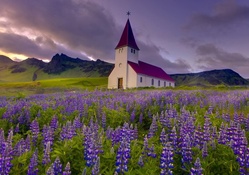wondeful church in a field of lupines