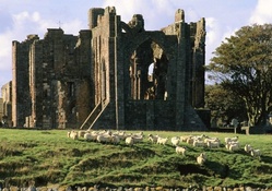 castle ruins in scotland that's a home for sheep