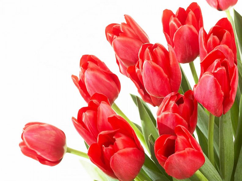 my_fav_red_tulips.jpg