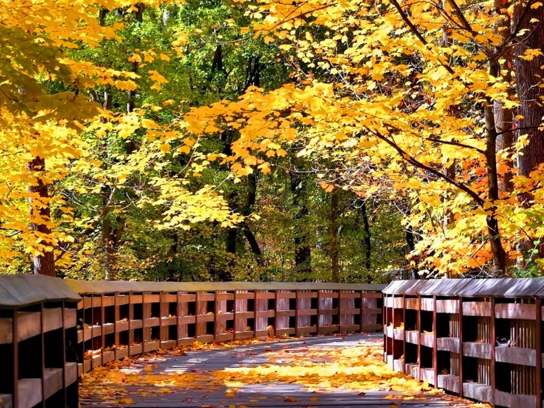 Bridge In Autumn Forest Download Hd Wallpapers And Free Images