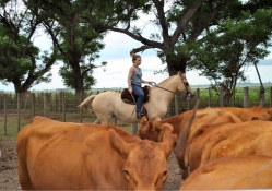 Cowgirl Hearding Cattle