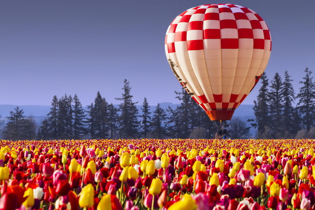 Hot air balloon over tulips field