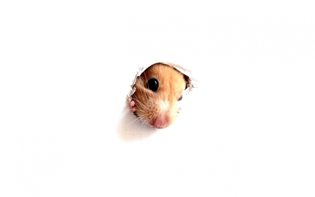Curious hamster