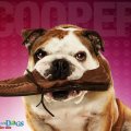Hotel For Dogs _ Cooper