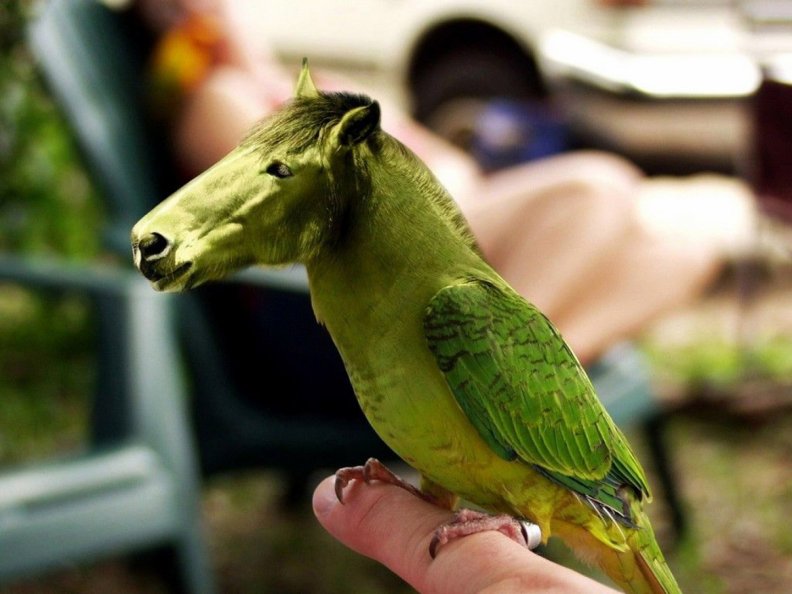 Funny Horse_Parrot