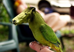 Funny Horse_Parrot