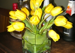 EVENING WITH TULIPS