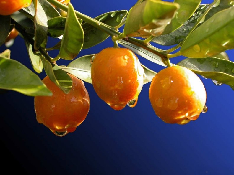 *** Apricots and drops of dew ...***