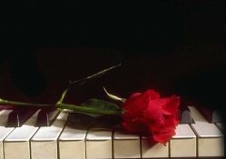 Rose on piano