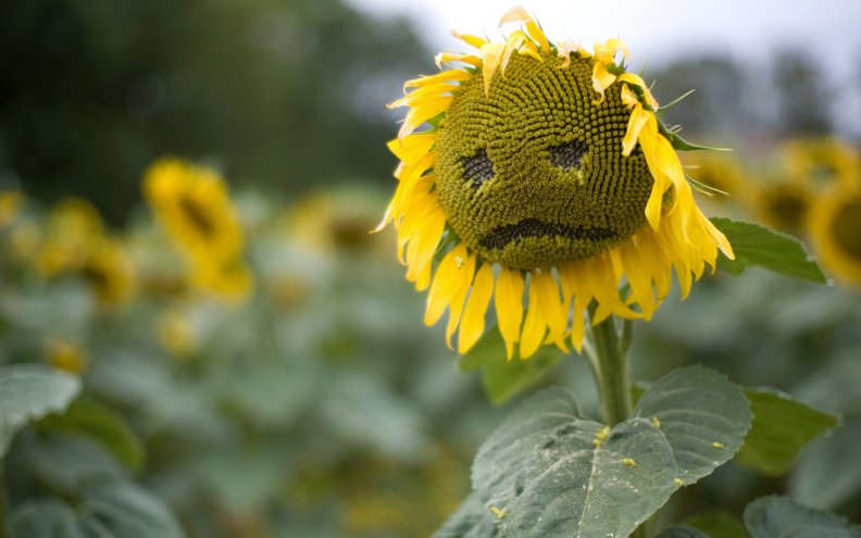 sad_sunflower.jpg