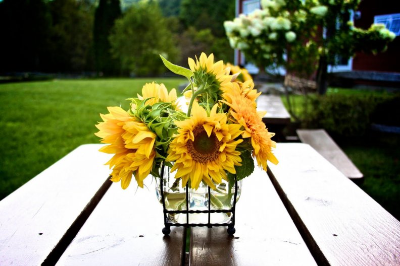 bring_me_the_sunflower.jpg
