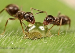 Ants and a drop of water