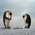 Fishing Penguins