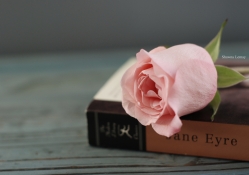 The novel and the rose