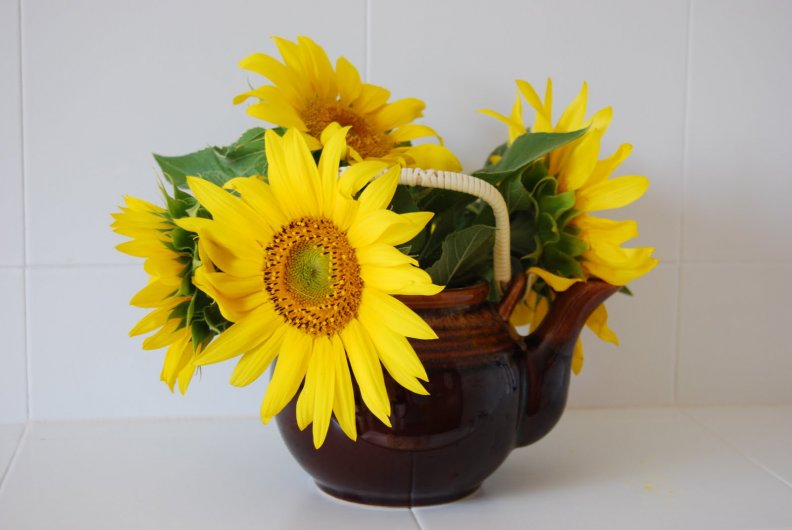 char_clay_with_sunflowers.jpg