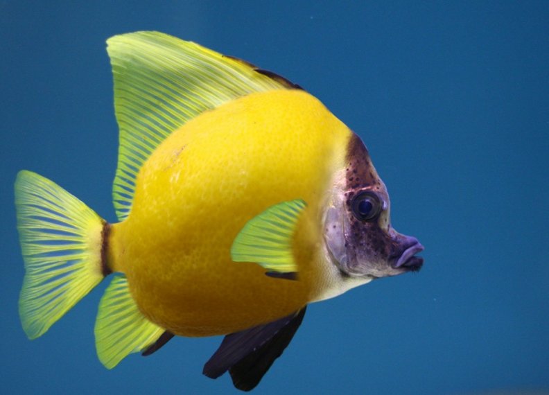 lemon_fish.jpg