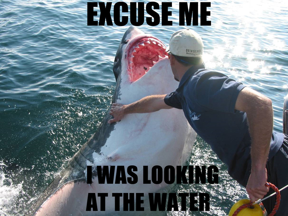 shark attack
