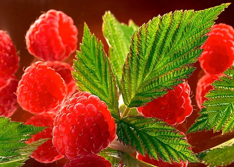 sweetness_of_raspberries.jpg