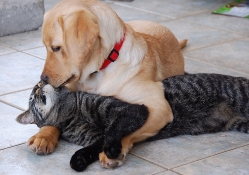 dog kissing cat