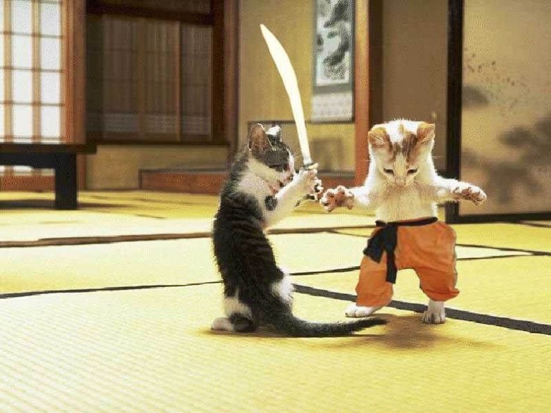 Ninja Kitties